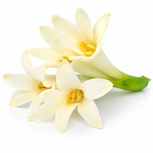 Tuberose