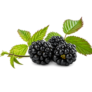 Black berry