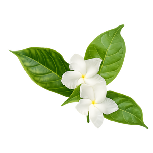 Jasmine