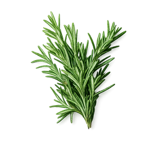 Rosemary