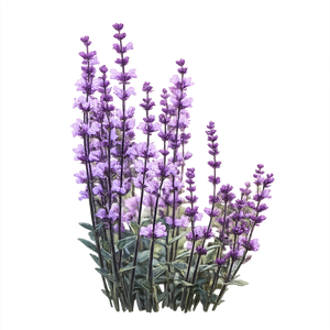  Patchouli