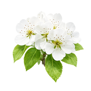 Pear Blossom