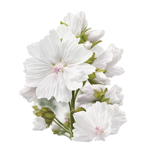 White Musk