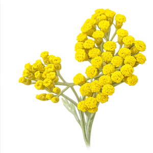 Immortelle