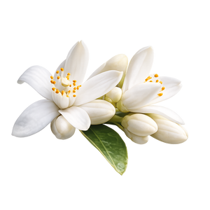Tunisian Orange Blossom